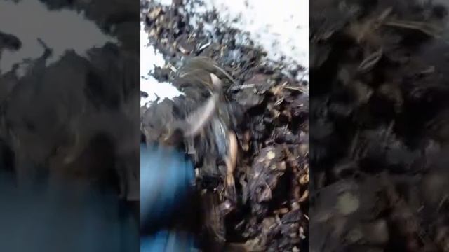 маточник Дендробены на листьях акации смотреть онлайн