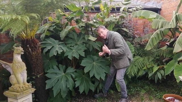 Tetrapanax Papyrifer Rex Winter Care | Winterizing Chinese Rice Paper Plant | UK Tropical Garden смотреть онлайн