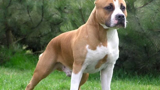 Породы собак фото и видео с названиями смотреть онлайн