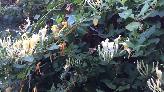 Пчелы и плетущаяся жимолость смотреть онлайн