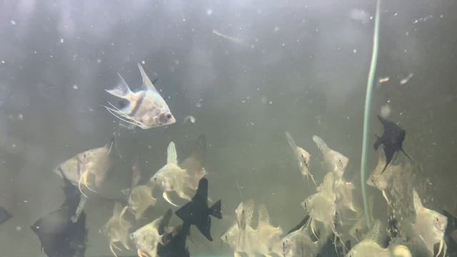 Огромное количество скалярий в аквариуме