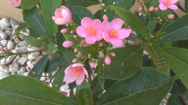 Jatropha integerrima 'Compacta Pink' - grow and care смотреть онлайн
