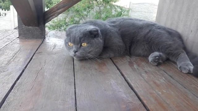 Шотландский Вислоухий Кот 2 года Голубой - Серый окрас смотреть онлайн