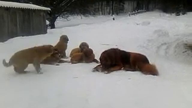 Щенок банхара смотреть онлайн