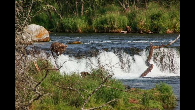 Аляска. Озеро Накнек. Медведи. Alaska. Lake Naknek. The Bears.