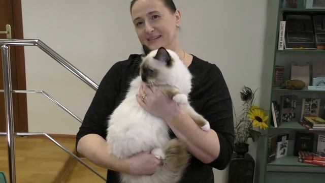 Чистопородное разведение кошек смотреть онлайн