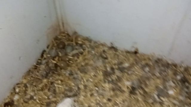 Китайская расписная перепëлка села на яйца! Очень надеюсь, что высидит птенчиков. смотреть онлайн