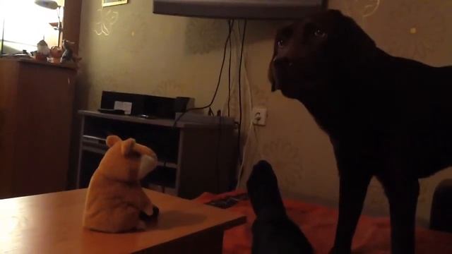 Лабрадор и хомяк.