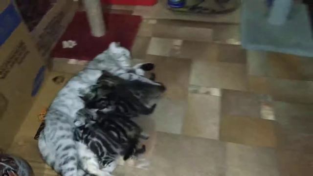 Кошка Зоя кормит своих котят