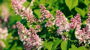 Сирень цветет весной в лесу | Футажи красивая природа [FullHD]