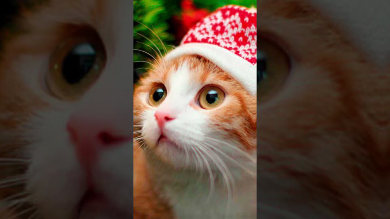 А что ты выберешь? #shorts #рекомендации #котики #лайк #подписка #коттитар #выбери #котята #шортс смотреть онлайн