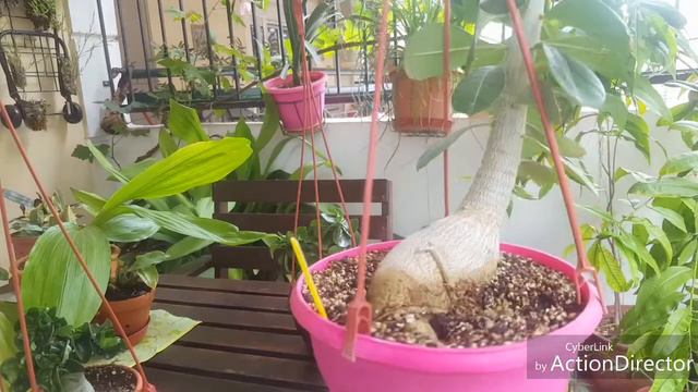 Μίνι Adenium,Αρνάκι Dorset Horn(καινούριο),Miracle και Σαρκαστική Διάθεση 😎😁