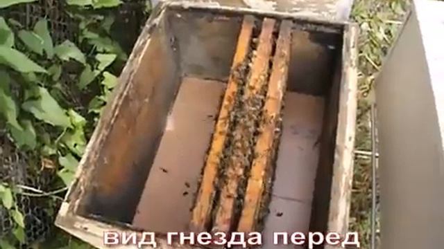 август на пасеке   как подсилить слабый отводок пчел в августе , часть 2