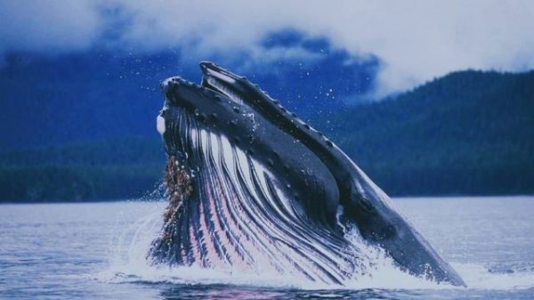 Кто такой Гренландский Кит🇬🇱Интересные и Малоизвестные факты о Гренландских Китах🔥 AnyWild