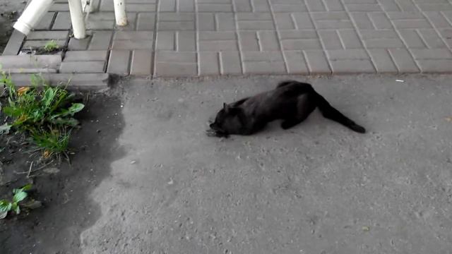 Кот под валерьянкой смотреть онлайн