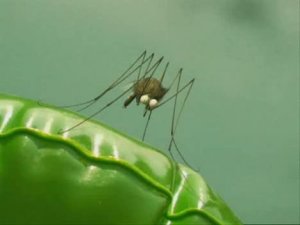 Мелюзга .64. Торпедо. Torpedo