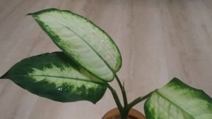 диффенбахия Camilla