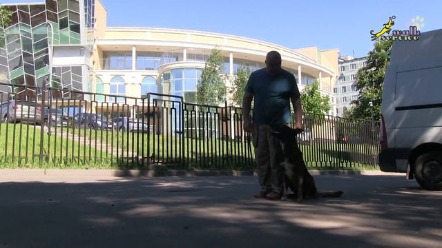 Оперантное научение, игра-тренировка, апорт-место, дрессировка собак, малинуа смотреть онлайн