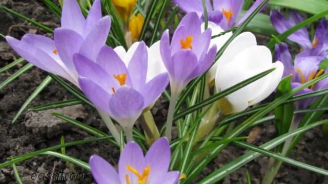 Крокусы весенняя песня! смотреть онлайн