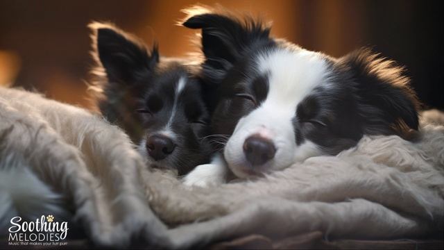 ?✨ Ambient Music for Dogs, Anxiety Calming Music for Dogs, Background Music for Dogs, Relaxing dogs смотреть онлайн