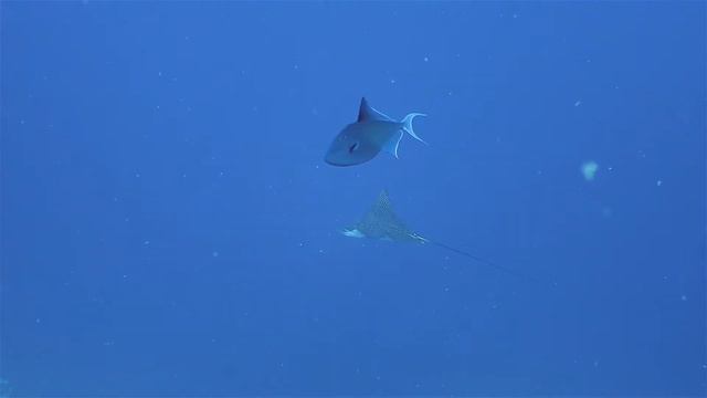 Jackfish Alley смотреть онлайн