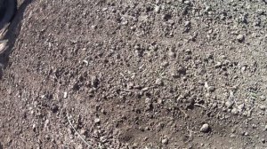 Замена датчика указателя температуры на МТЗ 82.1. Сев подсолнуха на последнем поле!