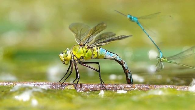 ...anax imperator... смотреть онлайн