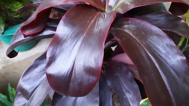 बेस्ट इंडोर पौधा dracaena mahatma plant/cordyline fruticosa/good luck plant कैसे लगाकर करें देखभाल смотреть онлайн