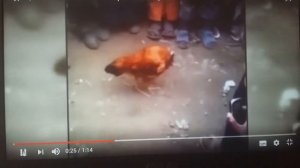 курица без головы