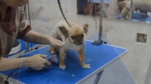 Груминг чихуахуа, тримминг чихуахуа, стрижка чихуахуа