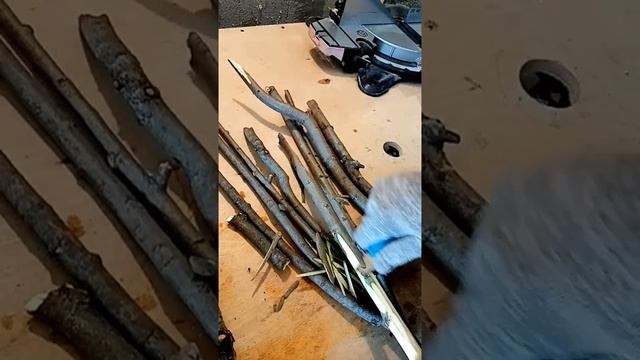 Заготовка ивовой коры