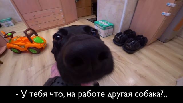 Так должна уметь делать каждая приличная собака! смотреть онлайн