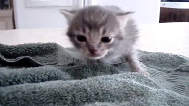 ADORABLE, hungry baby kitten смотреть онлайн