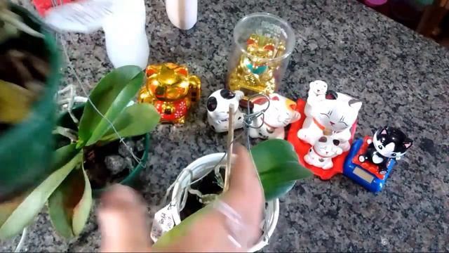 Mini Phalaenopsis Atacada Por Fungos / Dia Do Sorteio Do Kit смотреть онлайн