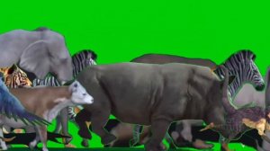 Animal Zoo Escape Green Screen