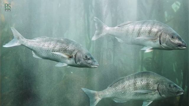 🔞 افزایش میل جنسی در مردان و زنان | و صبحانه ای شگفت انگیز برای تقویت اسپرم در 40 روز смотреть онлайн