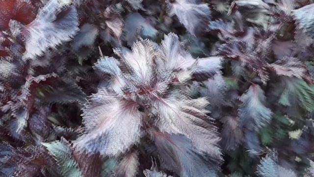 Perilla frutescens – grow & care (beautiful leaves) смотреть онлайн