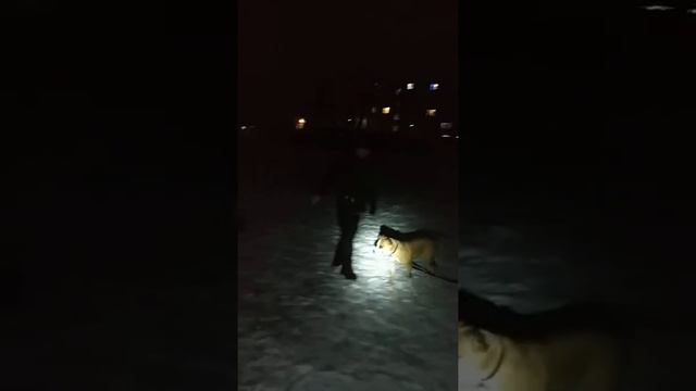 питбуль 2,с лазерным прицелом смотреть онлайн