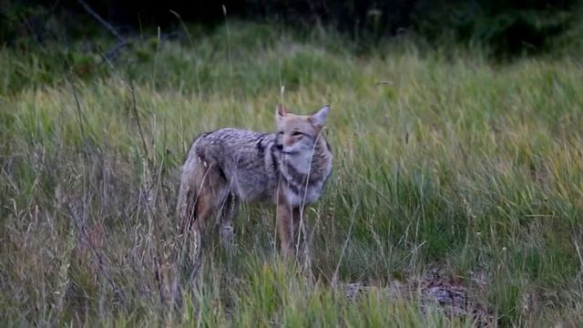 Койот. Джаспер, Альберта, Канада. Coyote, Jasper, Alberta, Canada смотреть онлайн