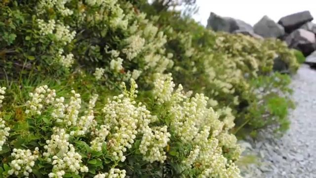 Полевые цветы. Спокойная музыка. Wildflowers. Calm music. смотреть онлайн