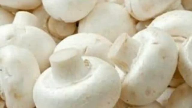 Jamur Champignon (Agaricus Bisporus) Atau  Kancing