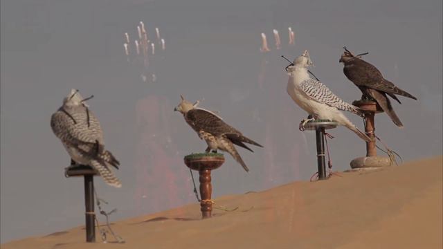 Desert Falcon - The Legend смотреть онлайн