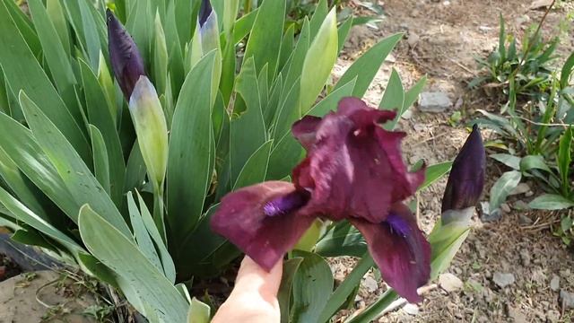 ПРОГУЛКА ПО САДУ. 9 мая. эти МНОГОЛЕТНИКИ радуют своим цветением смотреть онлайн