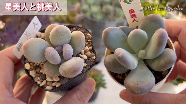 【多肉植物】久しぶりにホームセンターで多肉狩り❣️【ガーデニング】 смотреть онлайн
