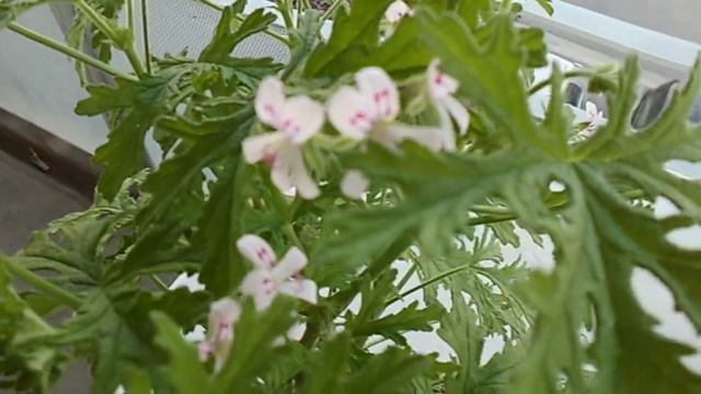 Pelargonium Graveolens (geranium Rosat).AVI
