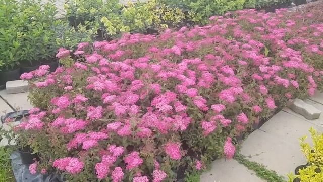 Rojtos Gyöngyvessző (Spiraea Japonica 'Crispa')