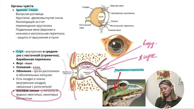 урок 29/земноводные/пресмыкающиеся/ ЕГЭ по биологии смотреть онлайн