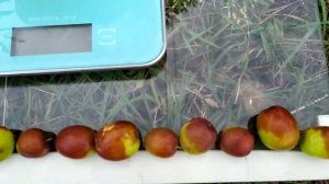 Зізіфус Жу-Тау-Цзао в 2023 році.