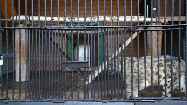 The Snow Leopard in Leningradsky Zoopark (Saint Petersburg's Zoo). смотреть онлайн