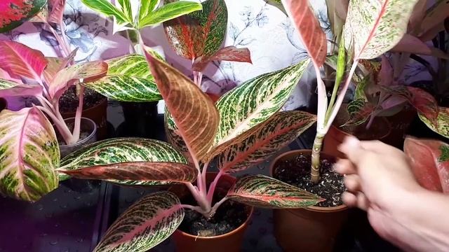 Тайские Аглаонемы-Шокирующая Правда об Аглаонемах.Anyamanee.Boxing.Chang Dang.Golden Baby.Heng Heng